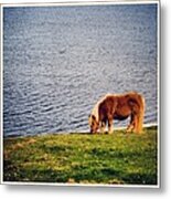 Shetland's Pony #1 Metal Print