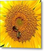 Spider And The Bees #1 Metal Print