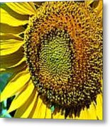 Sunflower  #1 Metal Print