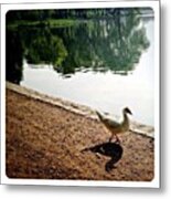 Waddle By The Water #1 Metal Print