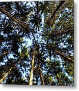 Whispering Pines #1 Metal Print