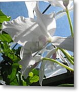 White Cattleya Orchid #1 Metal Print