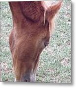 Wild Spanish Mustang Foal Of The Outer Banks Of North Carolina #1 Metal Print