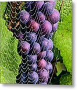 Wine In A Web 2 Metal Print