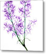 X-ray Of Blooming Lilac #2 Metal Print