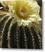 Yellow Cactus Flower #1 Metal Print