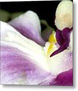 Exotic Orchid Flower #10 Metal Print