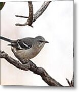 Northern Mockingbird #10 Metal Print