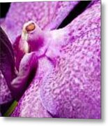 Orchid Flower Bloom #10 Metal Print
