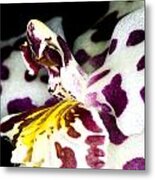 Exotic Orchid Flower #13 Metal Print