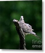 Mourning Dove #13 Metal Print