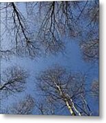 Trees In Epping Forest #13 Metal Print