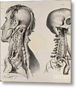Historical Anatomical Illustration #14 Metal Print