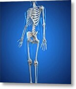 Human Skeleton, Artwork #15 Metal Print