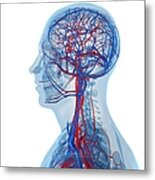 Vascular System, Artwork #16 Metal Print