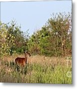 White-tailed Deer #16 Metal Print