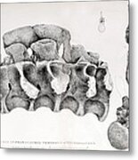 1824 Buckland's Megalosaurus Spine Metal Print