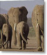 African Elephant Loxodonta Africana #2 Metal Print