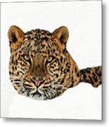 Amur Leopard In Snow #2 Metal Print