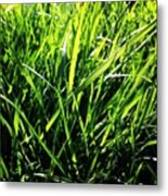 And The Green Grass Grows All Around #2 Metal Print