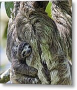 Brown-throated Three-toed Sloth #2 Metal Print