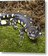 California Tiger Salamander  Monterey #2 Metal Print