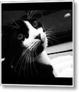 Cat Portrait  #2 Metal Print