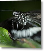 Common Mormon Butterfly #2 Metal Print