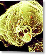 Hiv-1 Infected T4 Lymphocyte Sem #2 Metal Print