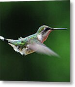 Hummingbird In Flight #5 Metal Print
