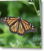 Monarch Butterfly #2 Metal Print