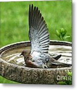 Mourning Dove #2 Metal Print