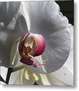 Orchid Macro #2 Metal Print