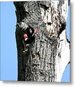 Pileated Woodpecker #2 Metal Print