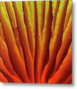 Porcelain Mushroom Oudemansiella Mucida #1 Metal Print