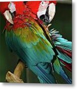 2 Red Macaws Metal Print