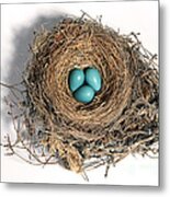 Robins Nest With Eggs #2 Metal Print