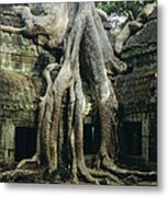 Roots Of A Kapok Tree #2 Metal Print