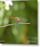 Ruby Meadowhawk Dragonfly #2 Metal Print