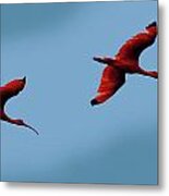Scarlet Ibis Metal Print