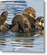 Sea Otter Mother And Pup Elkhorn Slough Metal Print