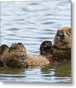 Sea Otter Pup Elkhorn Slough Monterey #2 Metal Print