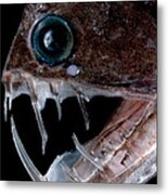Sloanes Viperfish #2 Metal Print