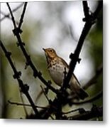 Swainson's Thrush #2 Metal Print