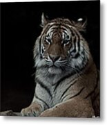 Tiger #7 Metal Print