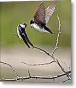 Tree Swallows #2 Metal Print