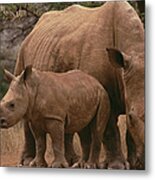 White Rhinoceros Ceratotherium Simum #2 Metal Print