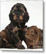 Puppy And Guinea Pig #22 Metal Print