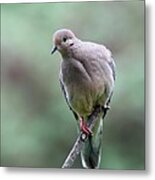 Mourning Dove #25 Metal Print