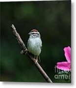 Chipping Sparrow #26 Metal Print